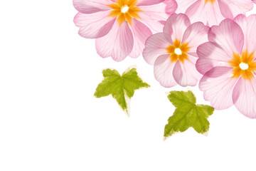 primula flowers with green leaves