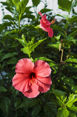 Red hibiscus flower