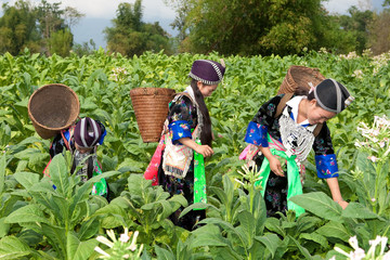 Hmong von Asien ernten Tabak