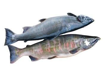 Two salmons 4
