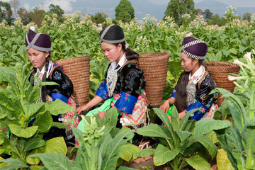 Hmong von Asien ernten Tabak - obrazy, fototapety, plakaty