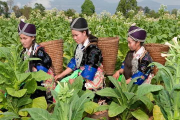 Fotobehang Hmong von Asien ernten Tabak © Digitalpress