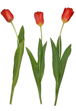 Three tulips isolated individually on white background