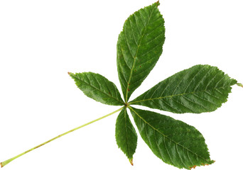 Naklejka na ściany i meble Isolated green leaf of chestnut