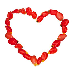 Petals of tulips in form of heart frame isolated on white