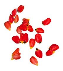 scattering created from petals of tulips isolated on white