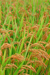 Paddy field in autumn