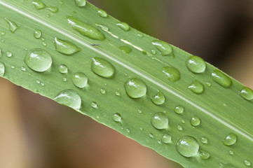dew drops on grass