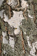 Obraz premium Fond d'écorce de bouleau avec du lichen parmelia