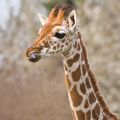 Baby giraffe portrait