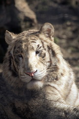 Obraz na płótnie Canvas White Bengal Tiger_0335