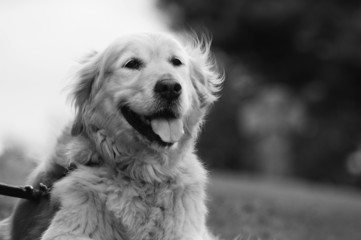 Beautiful, Black and White Golden Retriever Portrait