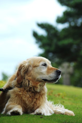 Beautiful, Old Female, Golden Retriever Portrait