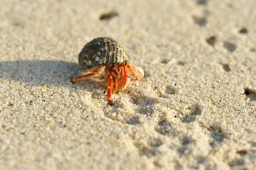 Hermit Crab on a beach