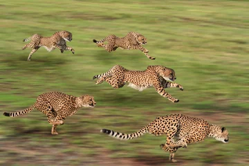 Gepard fünf © beckmarkwith