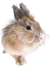rabbit isolated on white background