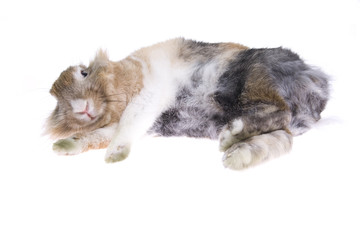 Obraz premium rabbit isolated on white background