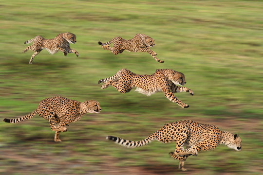 Cheetah five