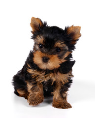 Puppy of the Yorkshire Terrier