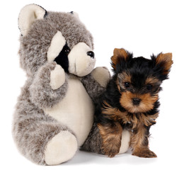 Puppy and toy panda
