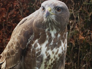 regard  percant