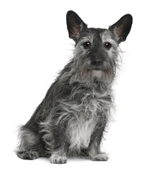 Old crossbreed dog: Jack Russell Terrier and a Scottish Terrier © Eric Isselée