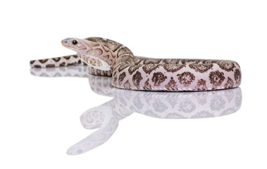 Scaleless corn snake or red rat snake against white background