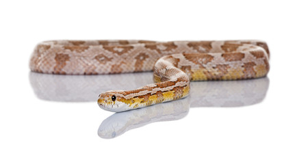 Front view of Corn snake or red rat snake, slithering