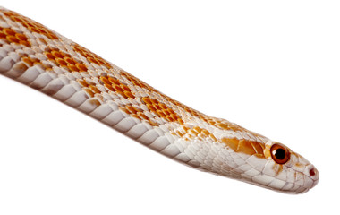 Corn snake or red rat snake, Pantherophis guttattus