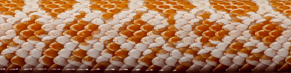 Close-up of corn snakeskin or red rat snakeskin © Eric Isselée