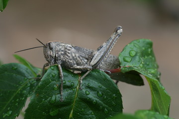 Gafanhoto