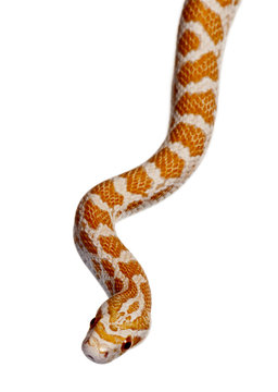 Front view of Corn snake or red rat snake, slithering