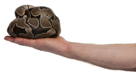 Side view of Python regius snake in palm of hand