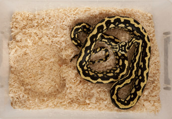 High angle view of Morelia spilota variegata