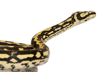 Side view of Morelia spilota variegata, a subspecies of python