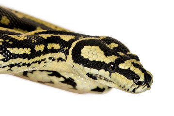 Morelia spilota variegata, a subspecies of python