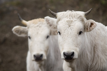 beef cattle in north Italy