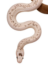 Fototapeta premium Front view of Black Rat Snake hanging from branch