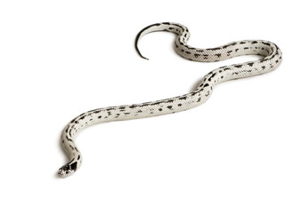 Side view of California King snake, slithering