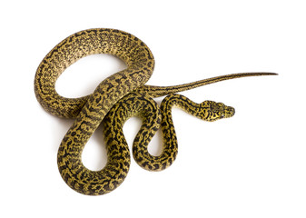 Naklejka premium High angle view of Morelia spilota variegata