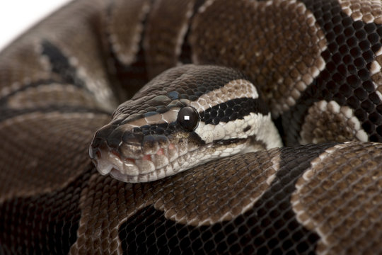 Close-up of Python regius snake