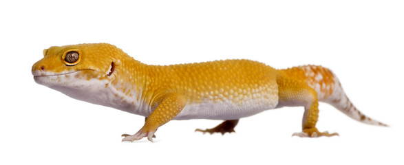Side view of Leopard gecko, Eublepharis macularius, walking