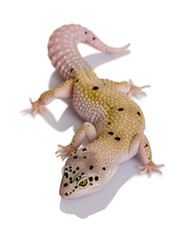 Front view of Bell albino bolt strip leopard gecko walking