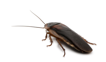 Back view of Dubia cockroach, Blaptica dubia, standing