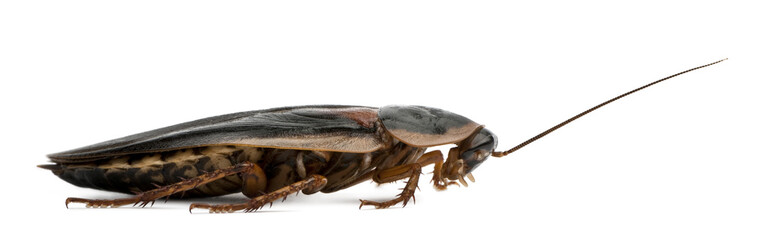 Side view of Dubia cockroach, Blaptica dubia, walking
