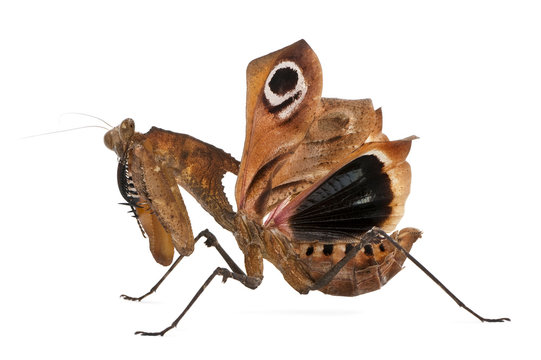 Side view of Giant Dead Leaf Mantis, Deroplatys desiccata
