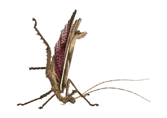 Malaysian jungle nymph, Heteropteryx dilatata, standing