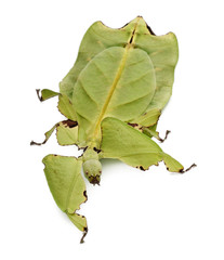 Front view of Phyllium giganteum, leaf insect, walking