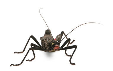 Front view of Peruphasma schultei, stick insect