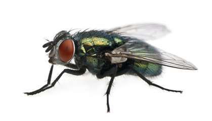 Side view of Lucilia caesar, blow-fly, standing